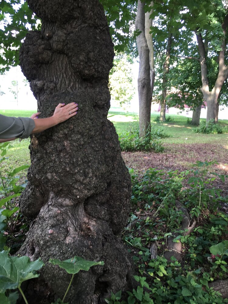 decorative photo of a tree