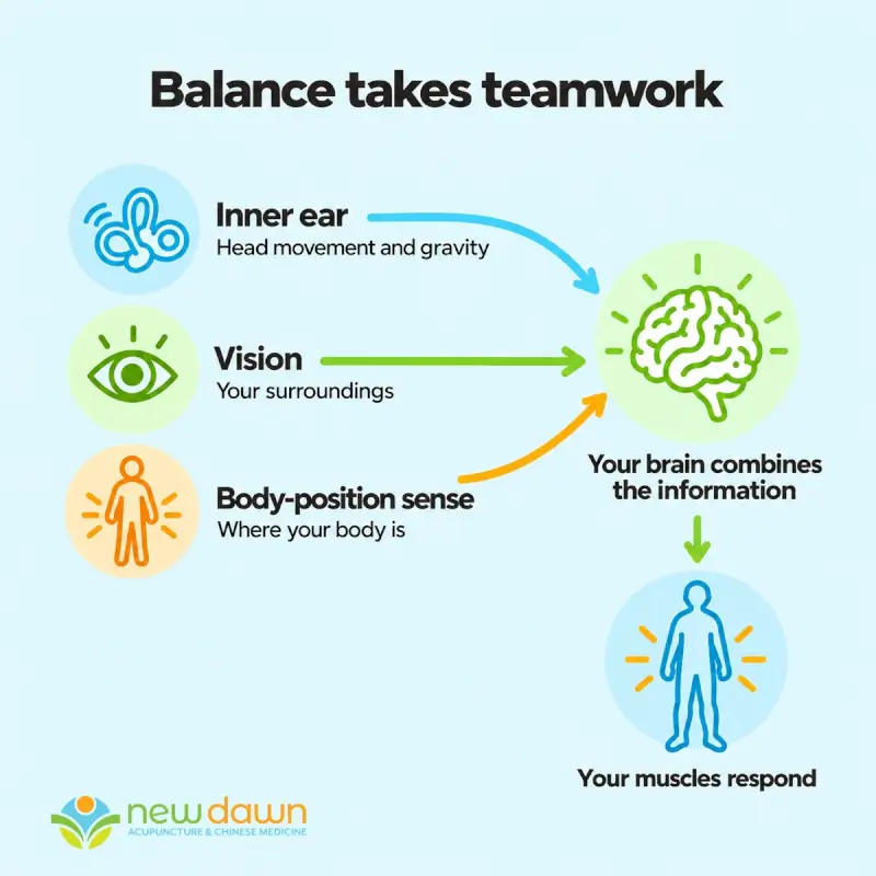 Inner-ear, vision, and body-position information combine in the brain, guiding the muscles that help maintain balance.